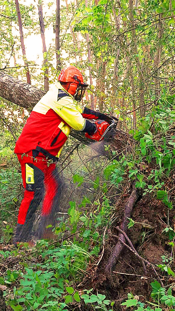 Gefahr durch umgestürzten Baum am Posthof beseitigt