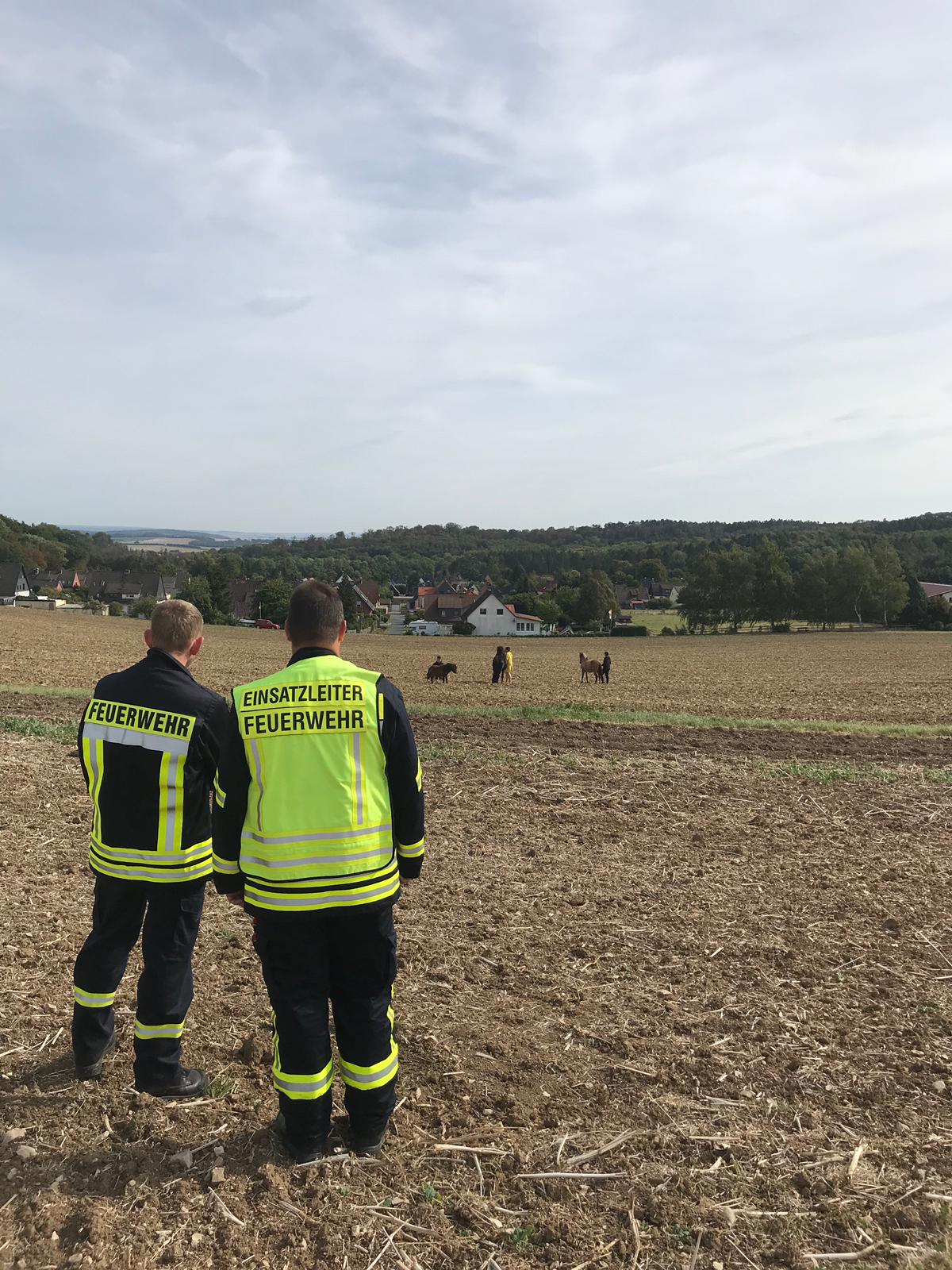 Entlaufene Pferde eingefangen